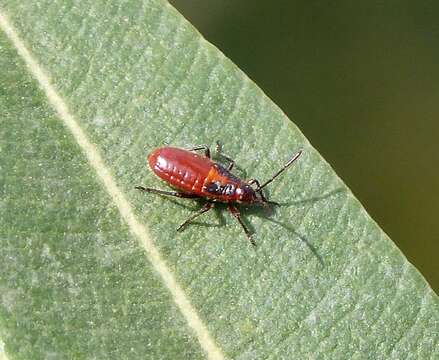 Image of Caenocoris nerii (Germar & E. F. 1847)