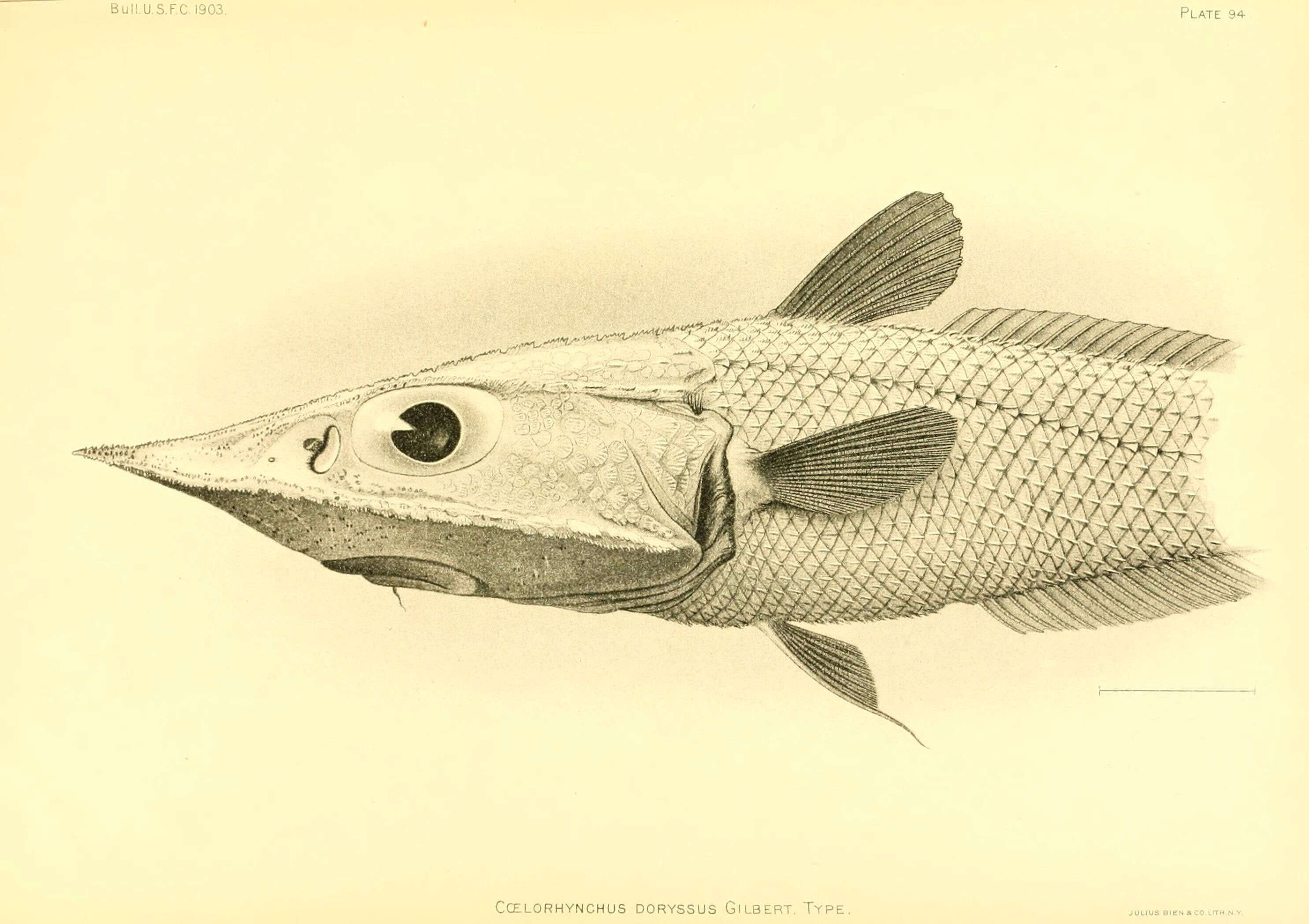 Image of Coelorinchus doryssus Gilbert 1905