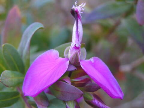 Image of Milkwort