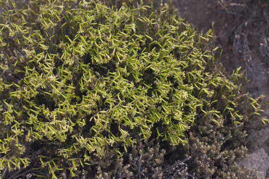 Image of alpine catchfly