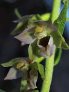 Image of Helleborine