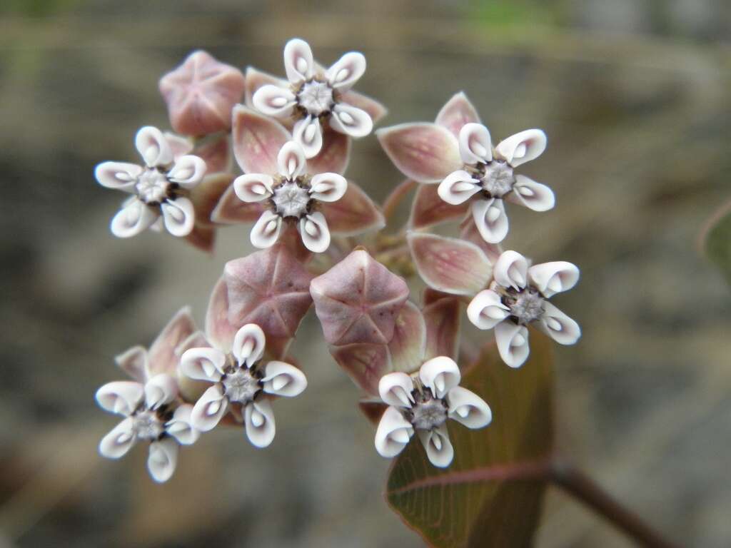 Image of milkweed