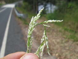 Imagem de Potamophila parviflora R. Br.