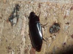 Image of Western False-form Beetles