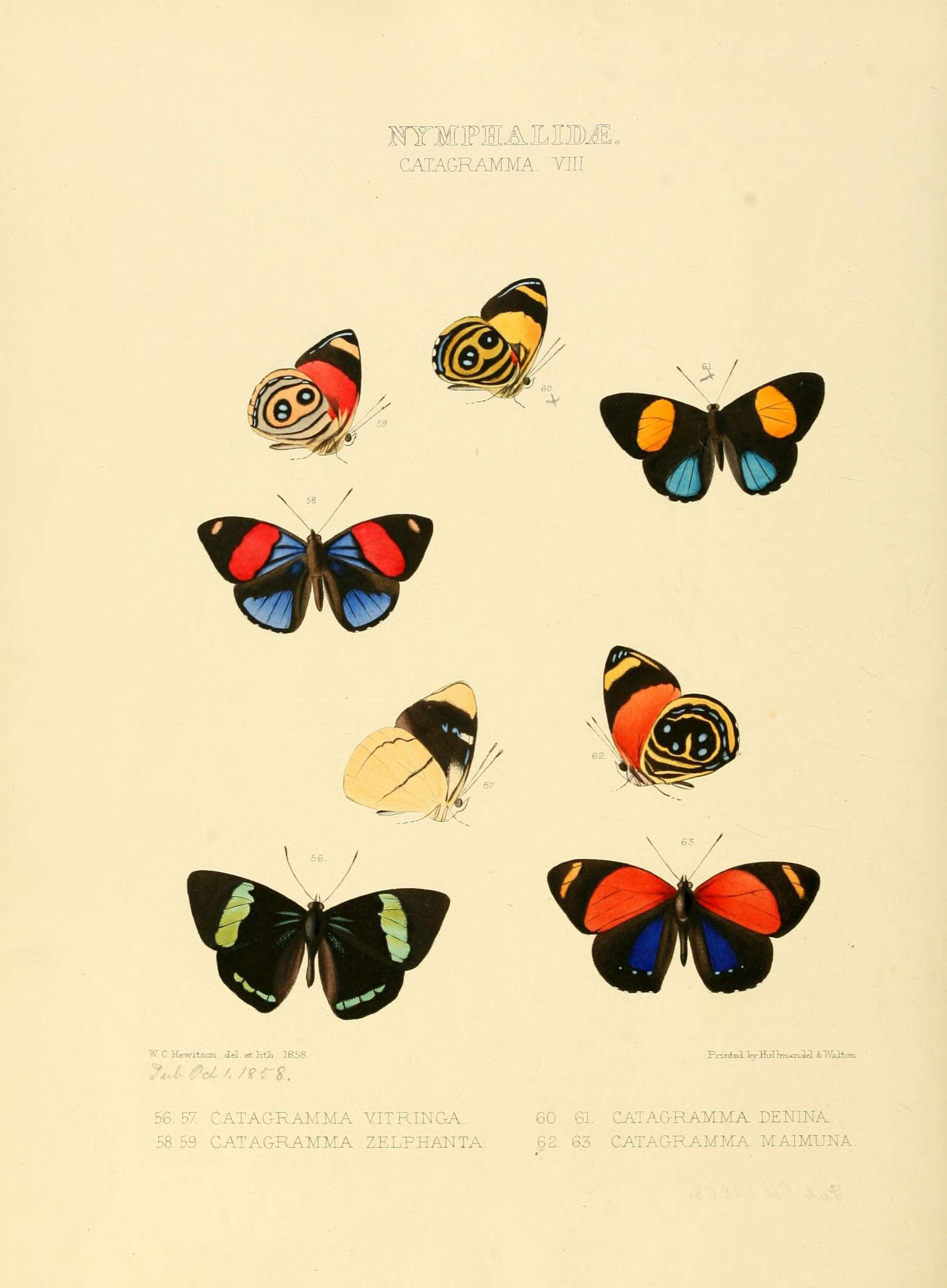 Image de Perisama vitringa Hewitson 1858