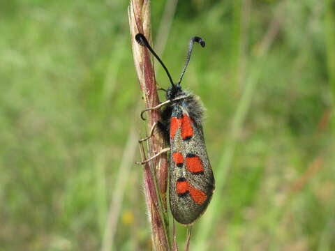 Image of Zygaena rhadamanthus Esper 1793