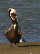 Image of pelicans