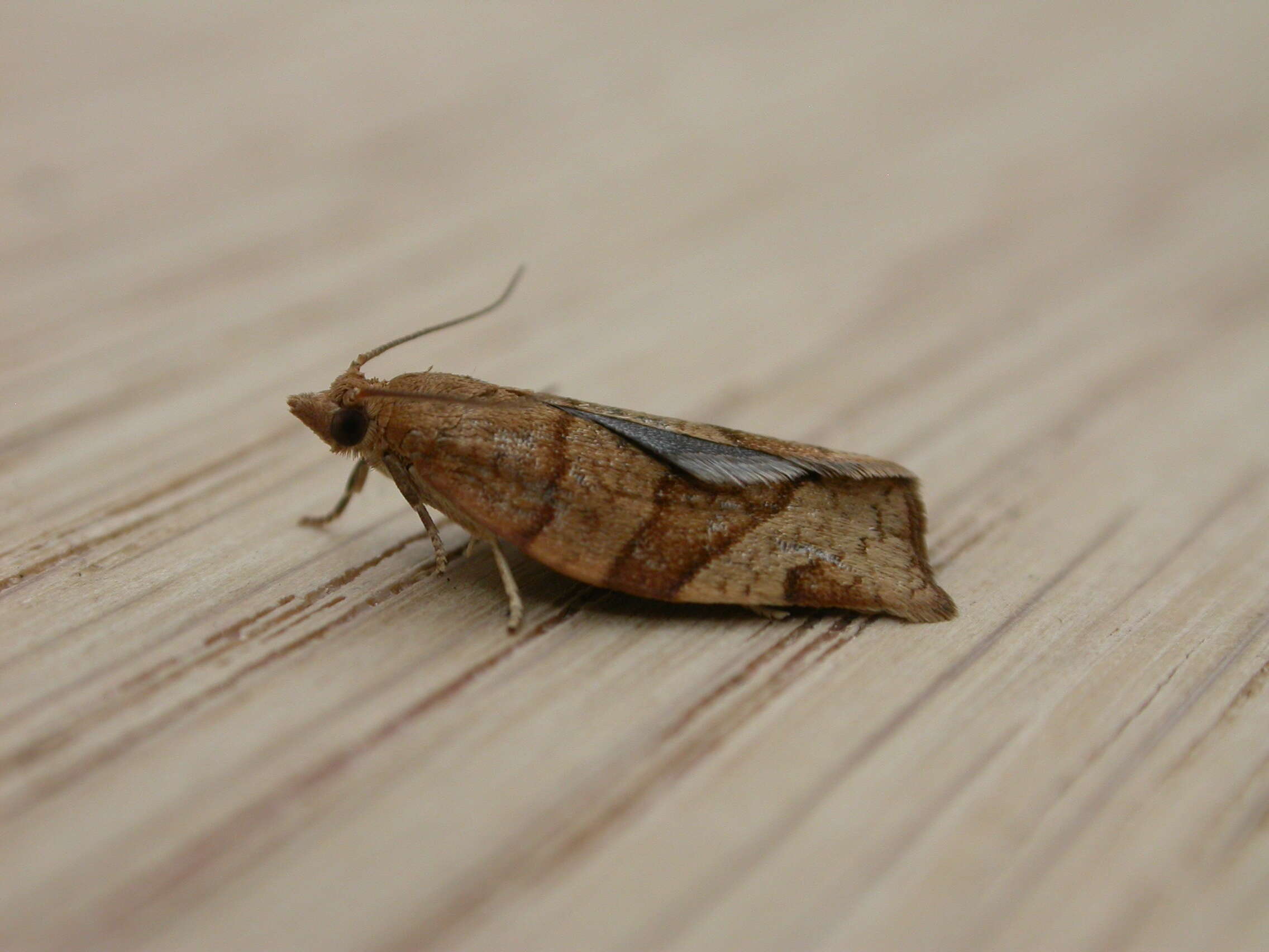 Image of barred fruit-tree tortrix