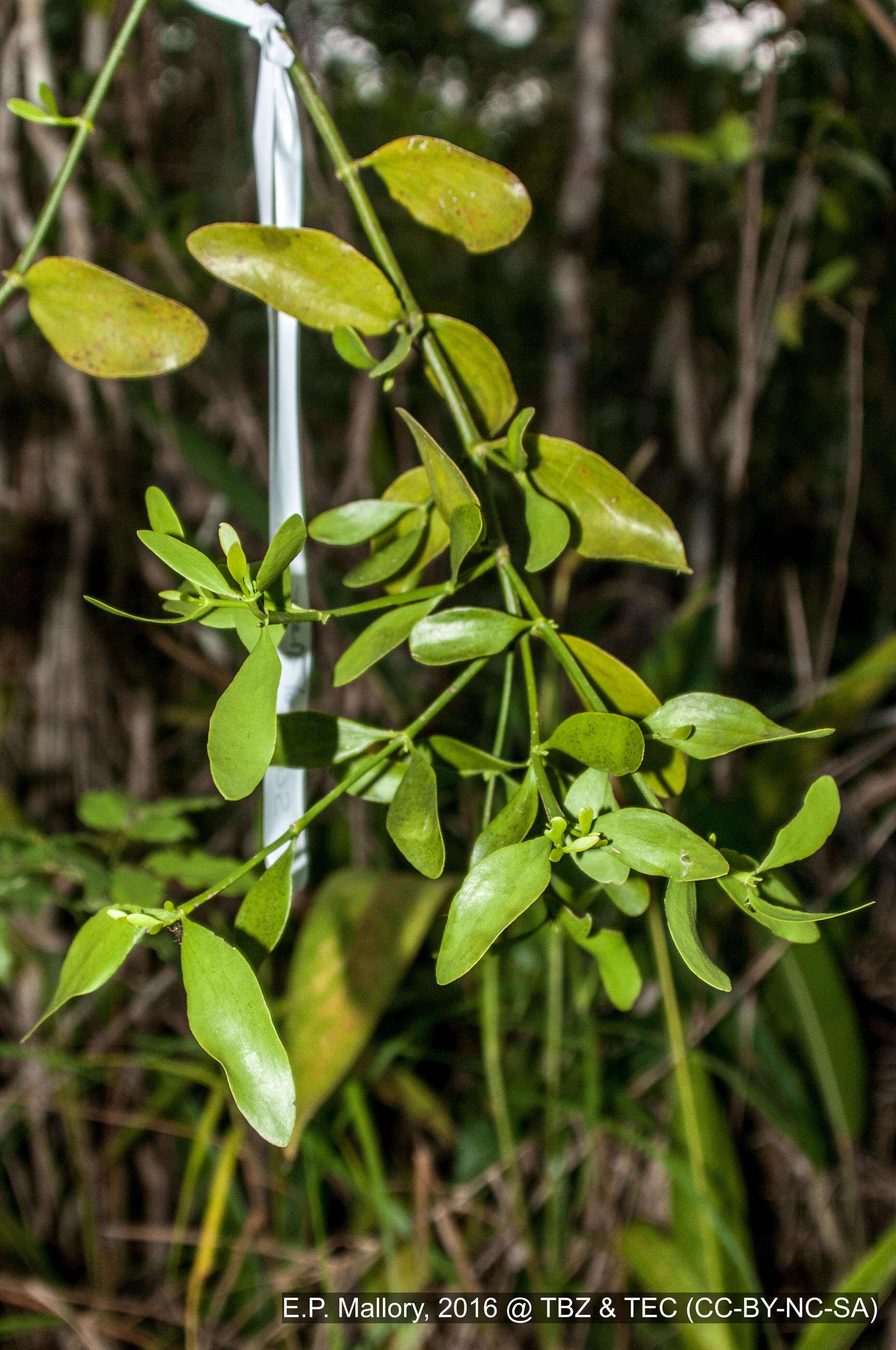 Image of Mistletoe