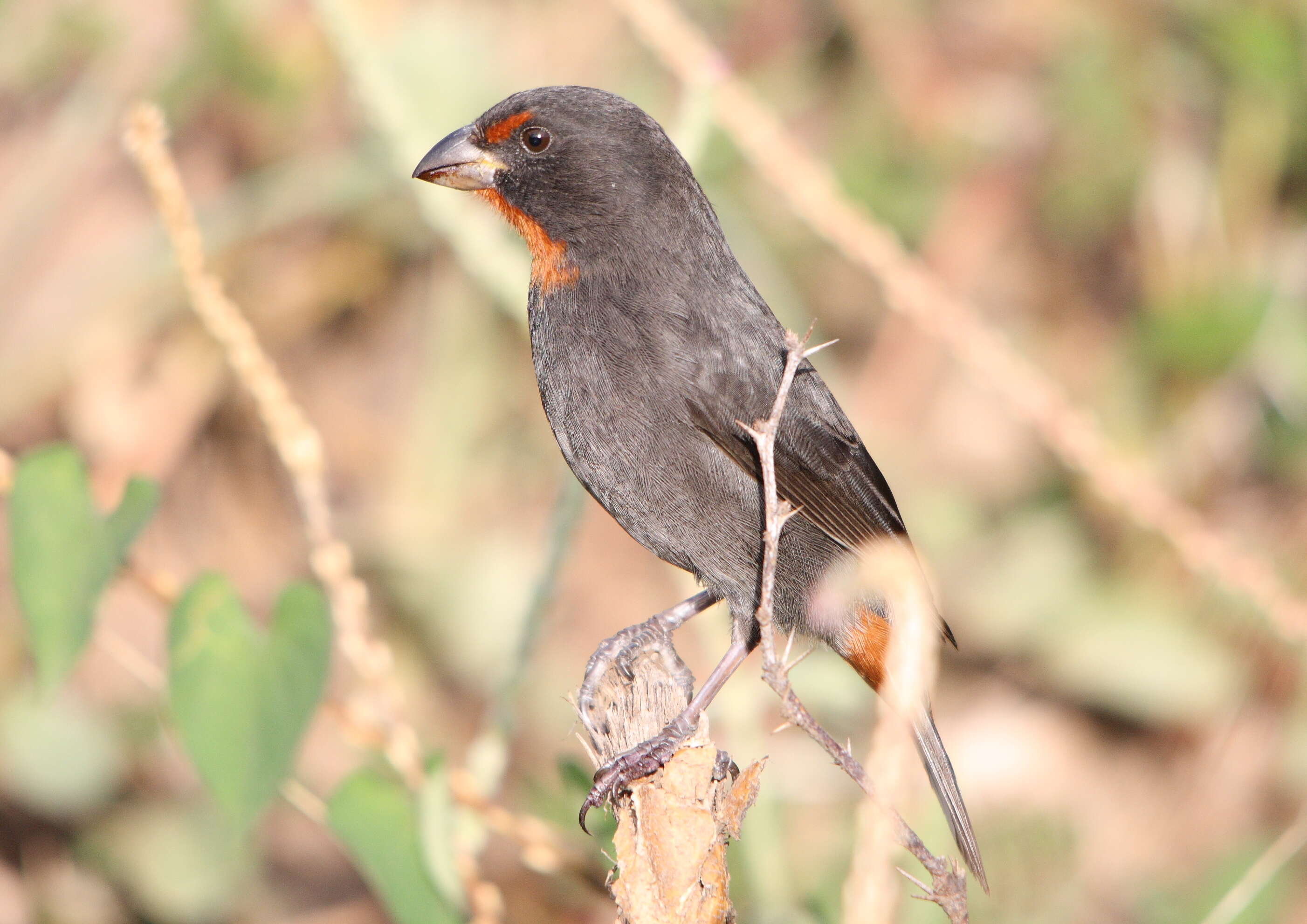 Image of Antillean bullfinches