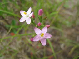 Image of Centaury