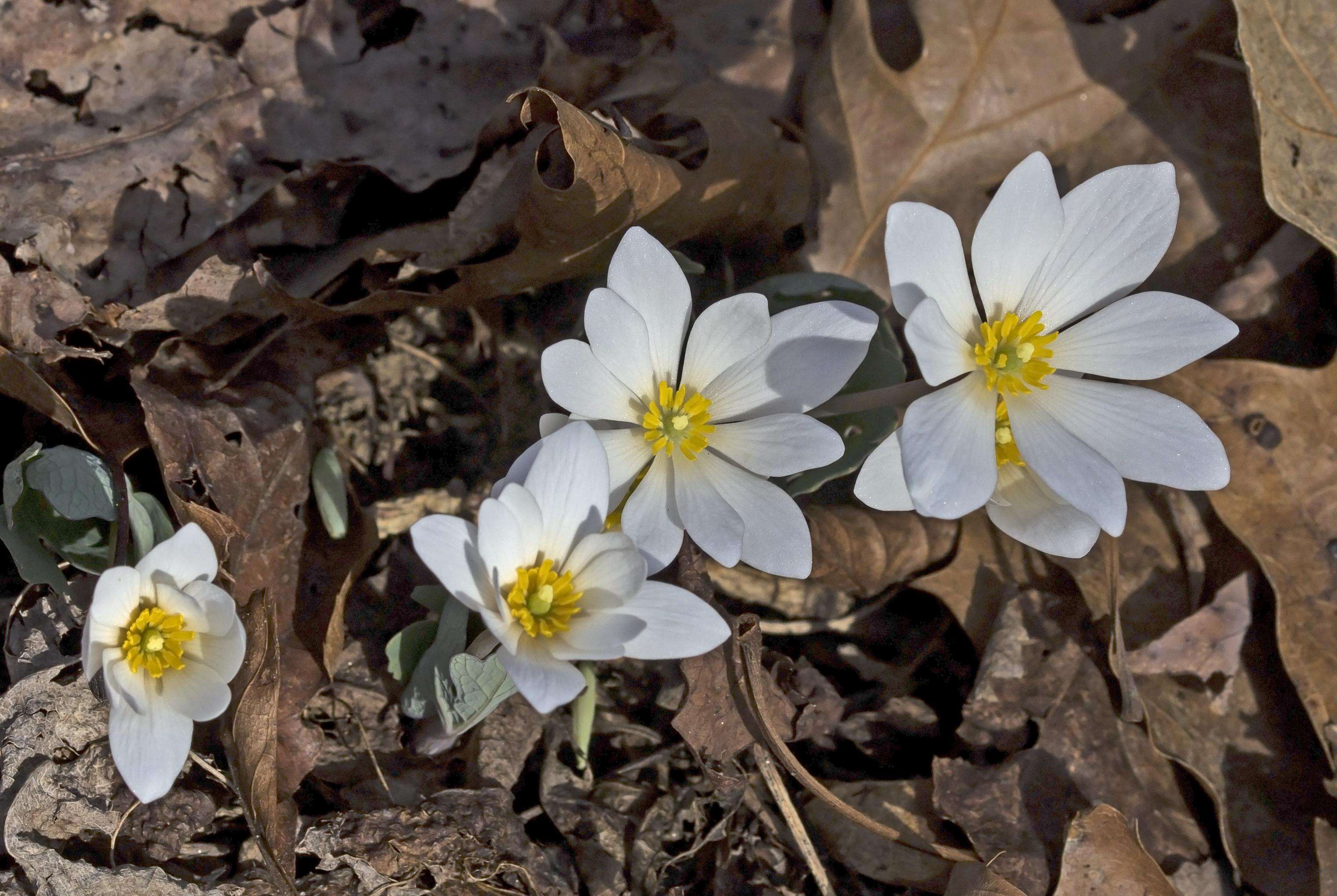 Image of bloodroot