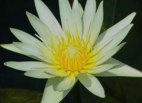 Image of waterlily