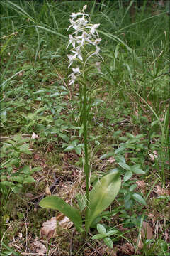 Image of Platanthera bifolia subsp. bifolia