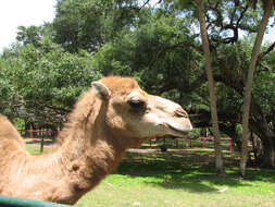 Image of Dromedary