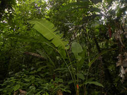 Image of Heliconia imbricata (Kuntze) Baker