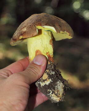 Image of Butyriboletus