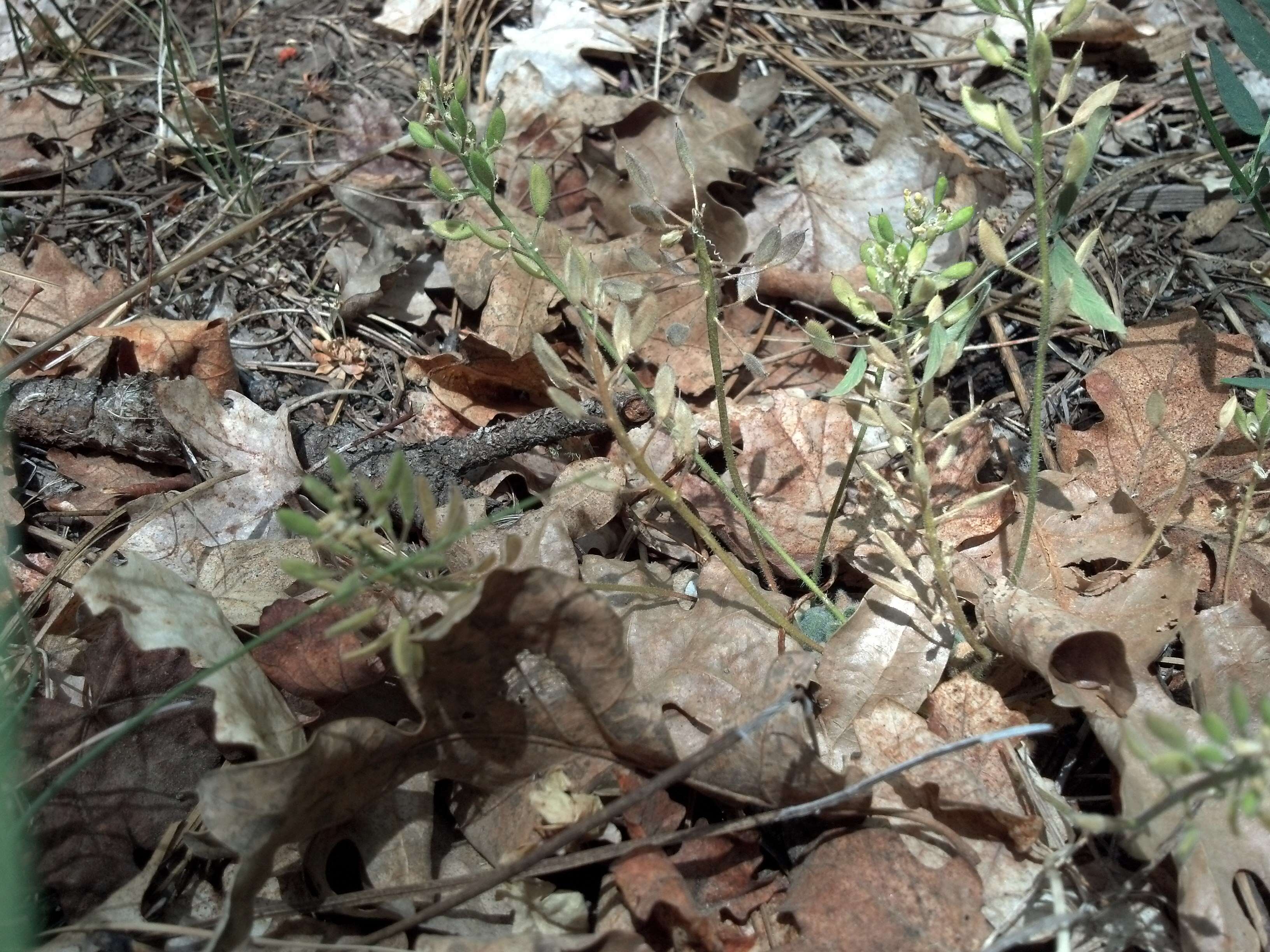 Image of rough draba