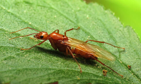 Image de Camponotus castaneus (Latreille 1802)