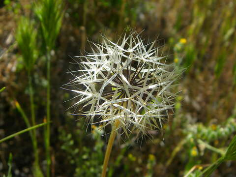 Image of Lindley's silverpuffs