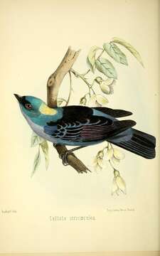 Image of Blue-and-black Tanager (Spot-bellied)