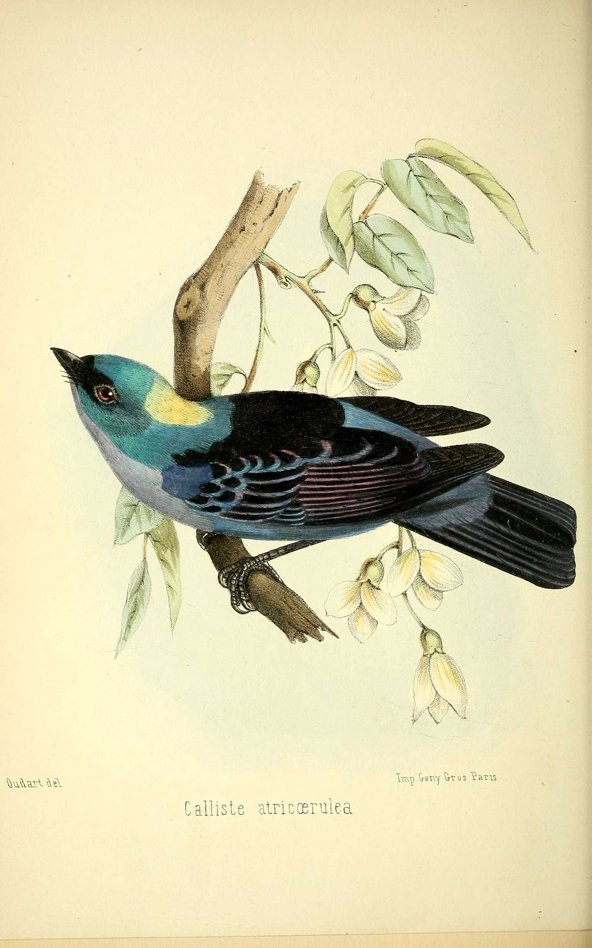 Tangara vassorii atrocoerulea (Tschudi 1844) resmi