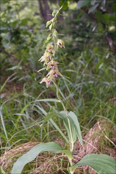 Image of Epipactis reinekei M. Bayer