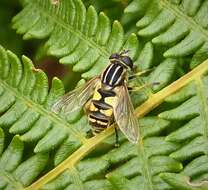 Image of Marsh Hoverfly