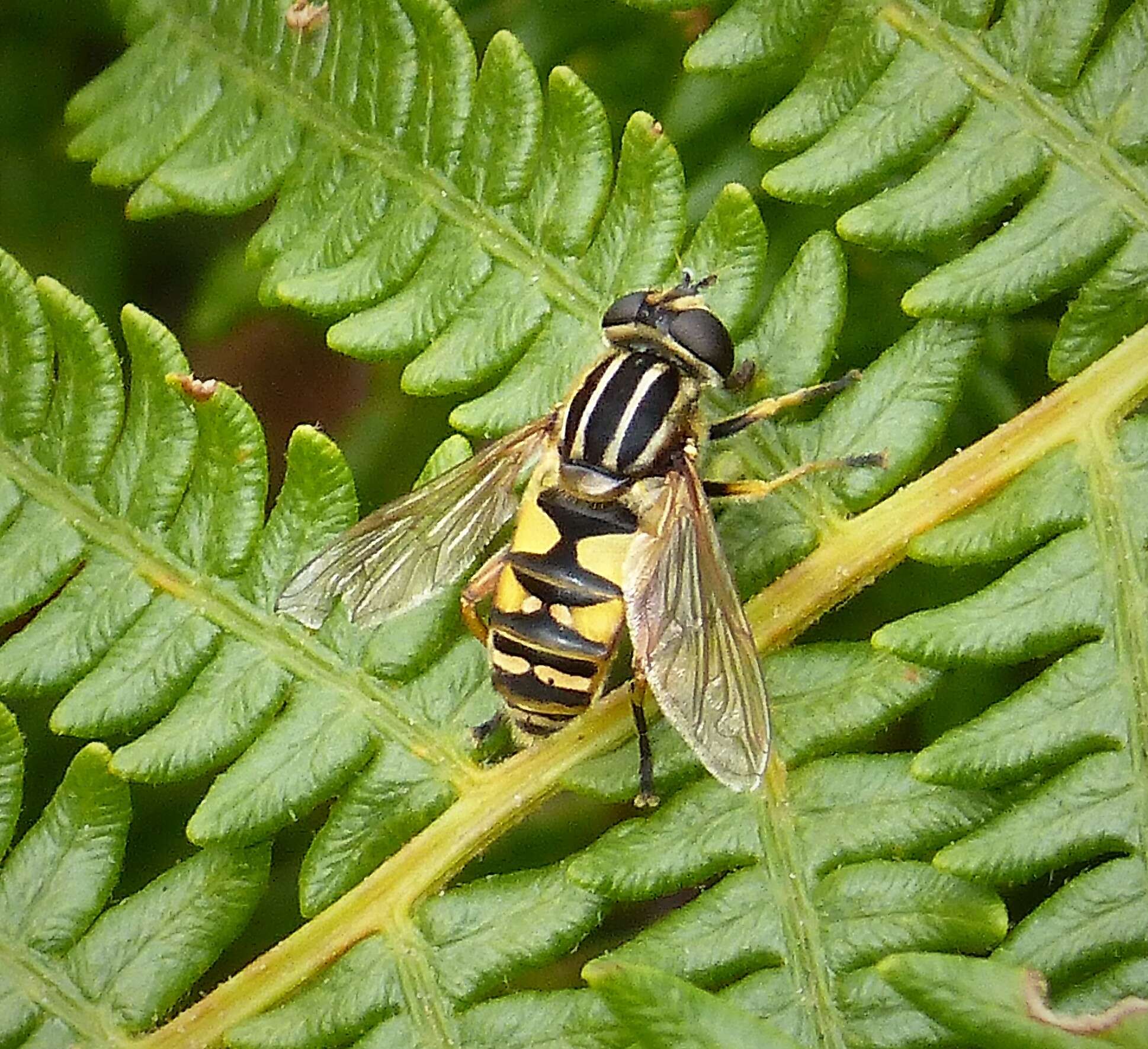 Image of Marsh Hoverfly