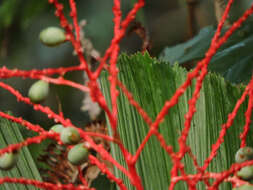 Reinhardtia latisecta (H. Wendl.) Burret的圖片