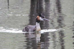 Podiceps cristatus australis Gould 1844 resmi