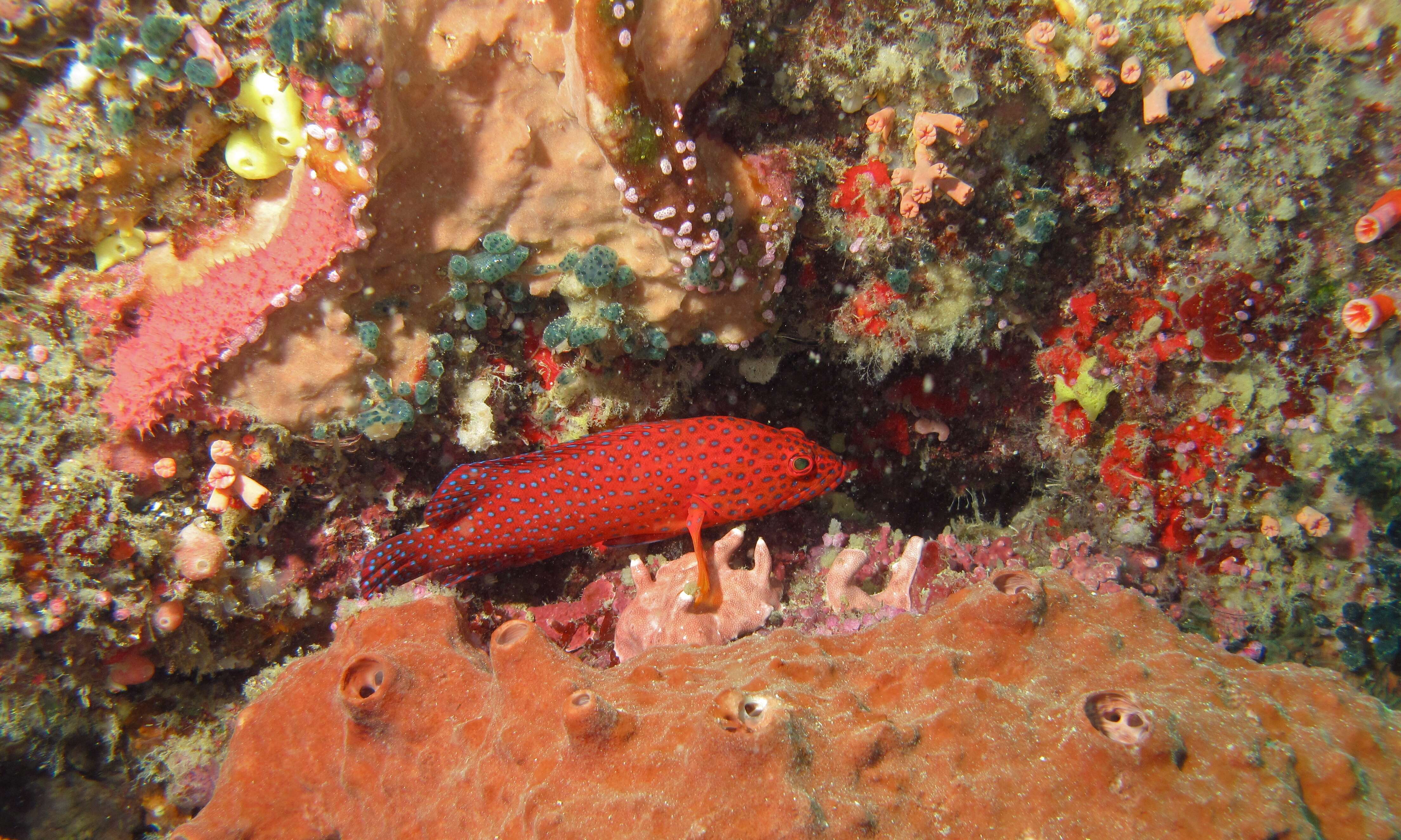 Image of grouper