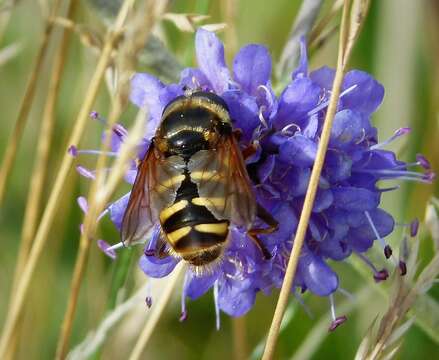 صورة Sericomyia silentis (Harris 1776)