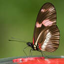 Imagem de Heliconius telesiphe Doubleday (1847)