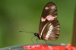 Image of Heliconius telesiphe Doubleday (1847)