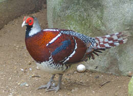 Image of Chinese Barred-backed Pheasant