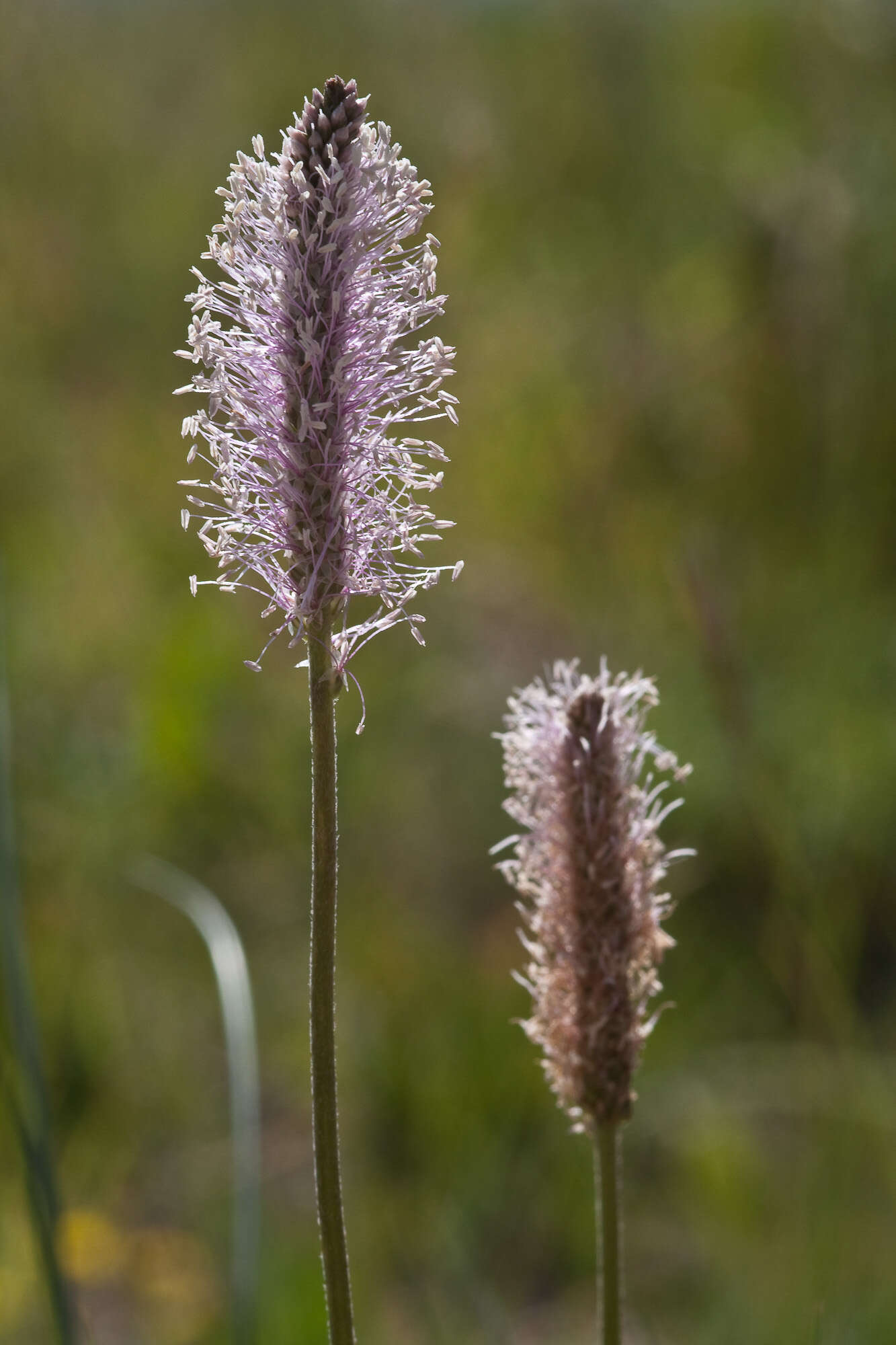 Image of Hoary Plantain