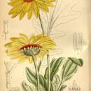 Image of Double Namaqua marigold