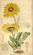 Image of Double Namaqua marigold