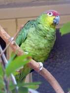 Image of Amazon parrots