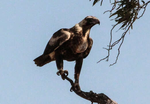 Image of Aquila audax audax (Latham 1801)