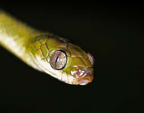 Image of Cat-eyed Tree Snakes