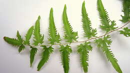 Image of climbing ferns