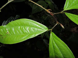 Imagem de Calliandra grandifolia P. H. Allen