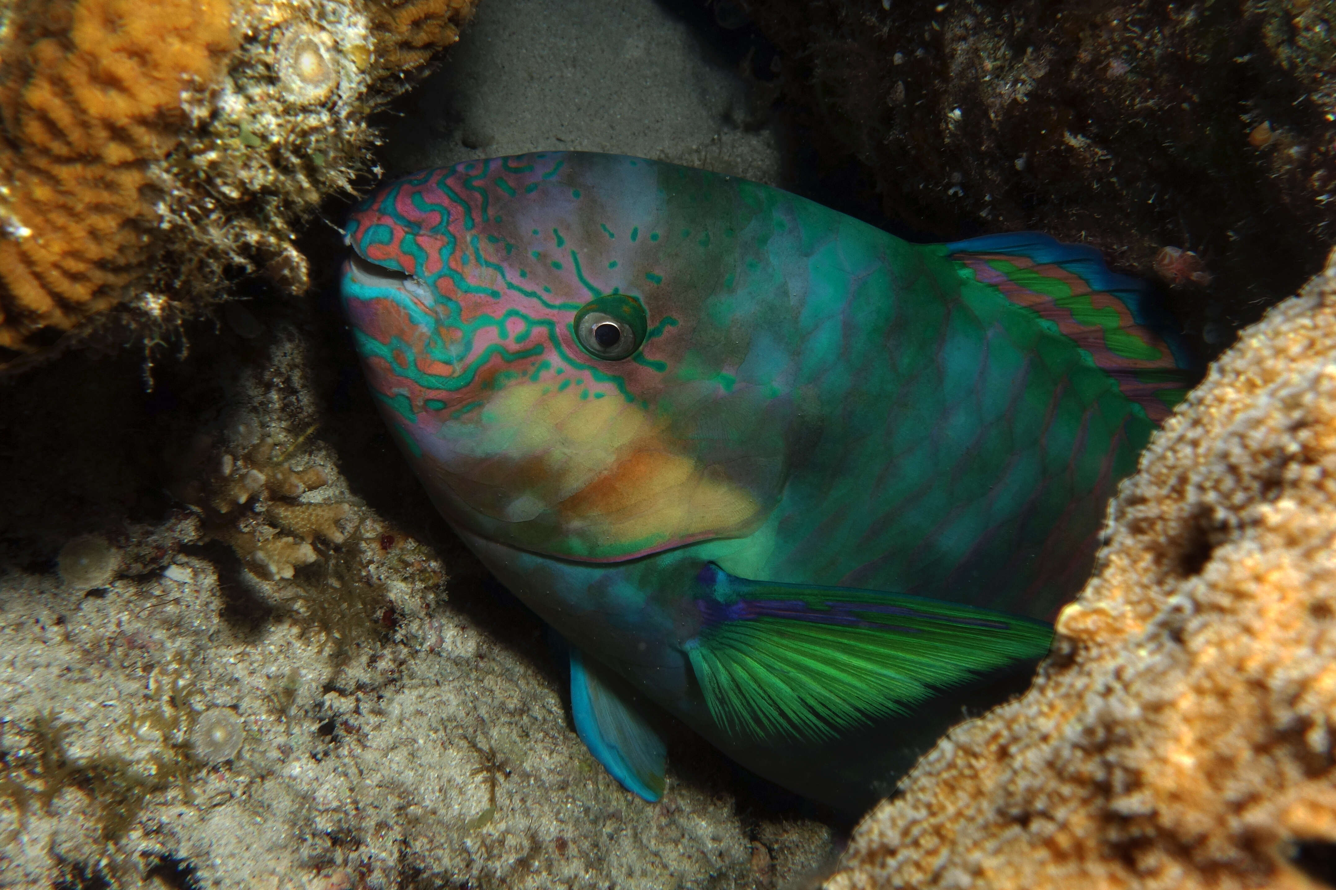 Image of Rivulated parrotfish