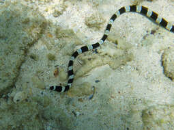 Image of Snake-eels