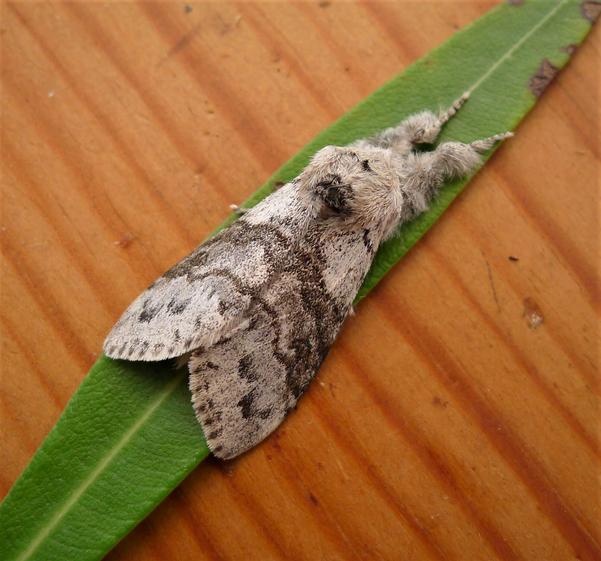 Слика од Calliteara pudibunda Linnaeus 1758