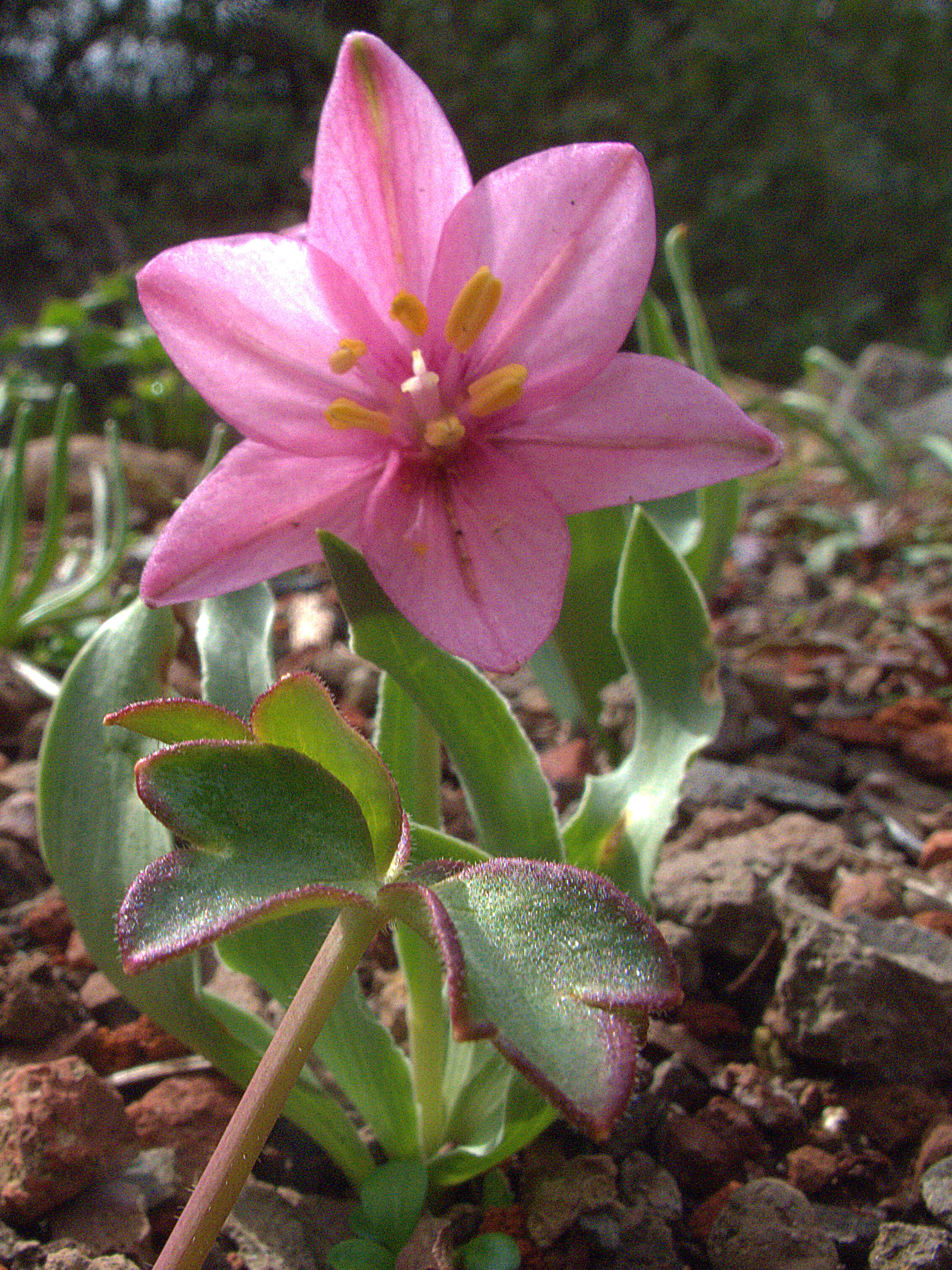 Image of adobe lily