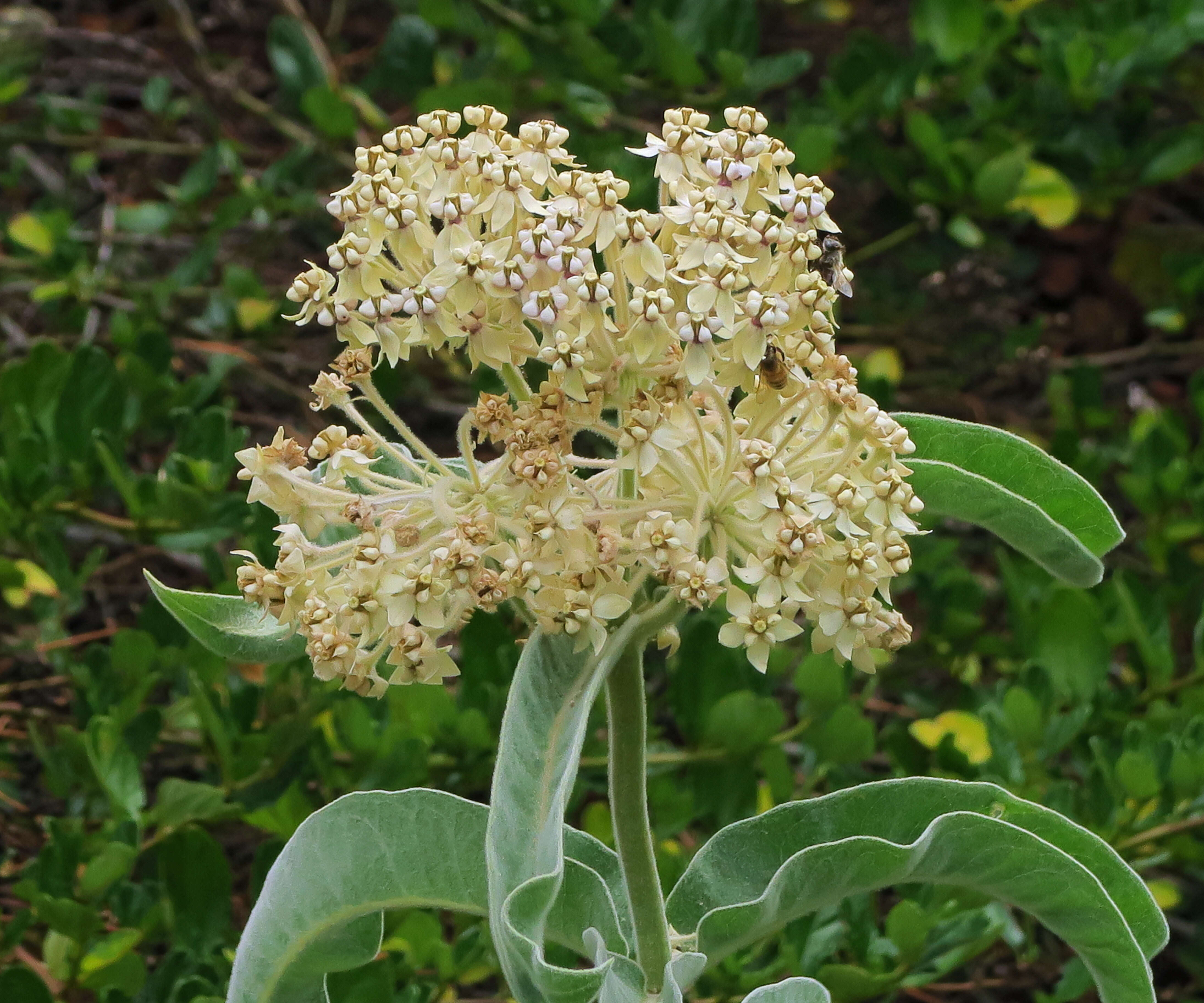 Image of milkweed