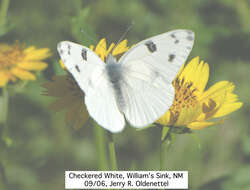 Image of Checkered Whites